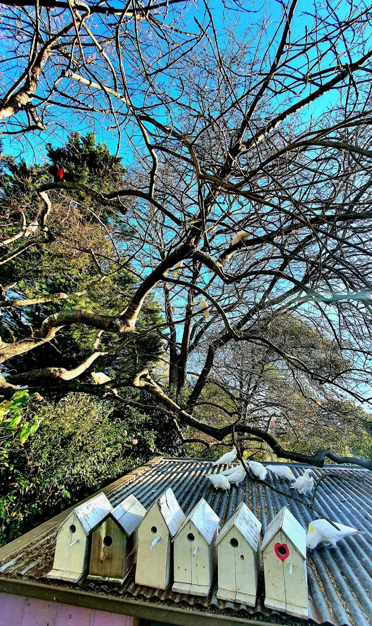 Bowral Road Art Gallery Bed And Breakfast Mittagong Exterior foto