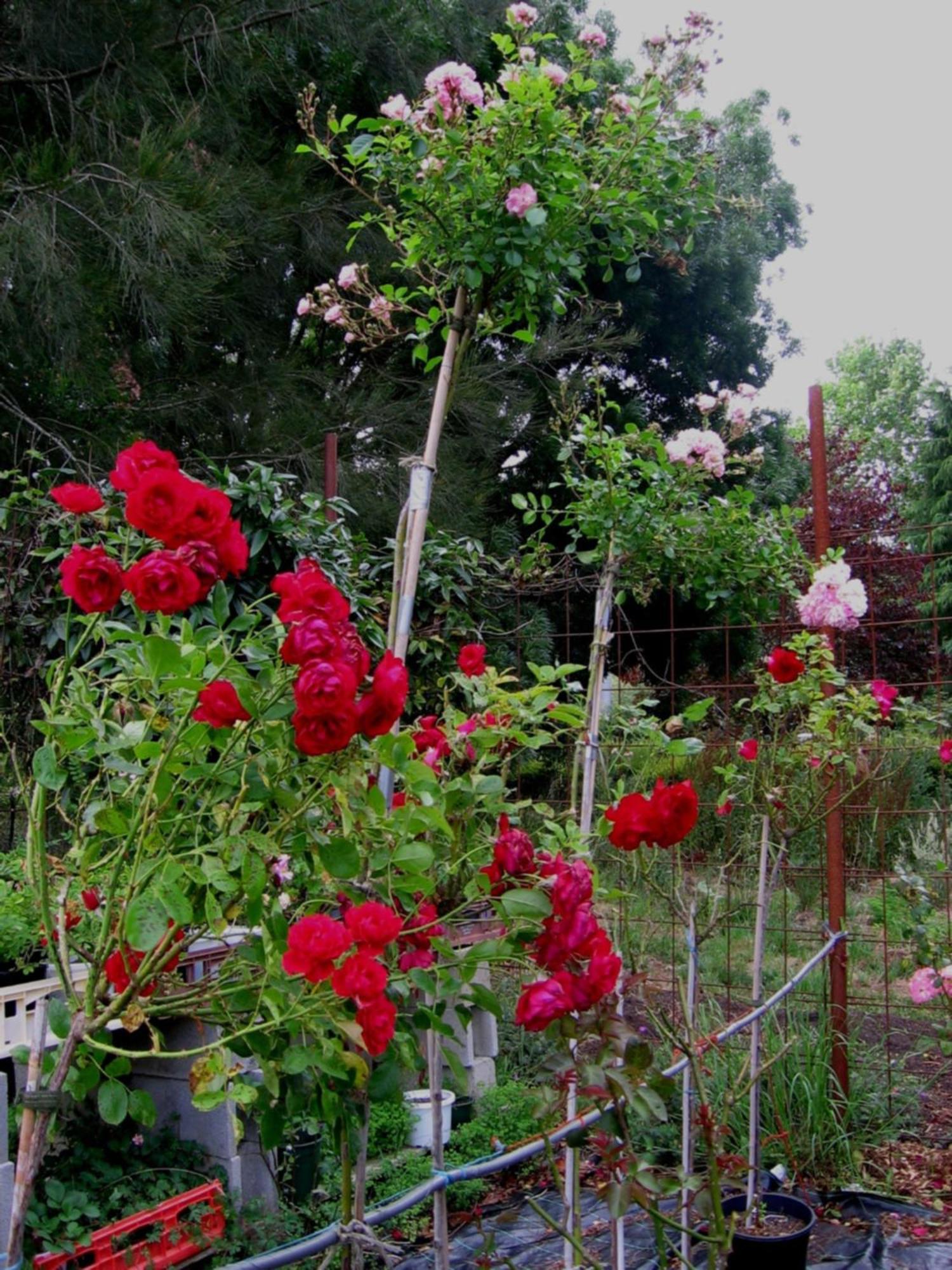 Bowral Road Art Gallery Bed And Breakfast Mittagong Exterior foto